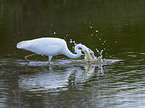 Great White Egret