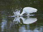 Great White Egret