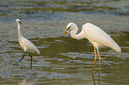 standing Great White Egret