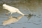 Great White Egret