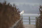 great white egret