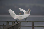 great white egret