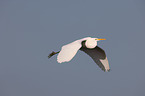 great white egret