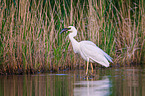 common egret