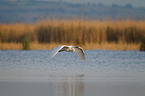common egret