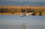 common egret