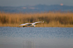 common egret