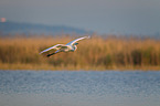 common egret