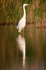 common egret