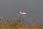 common egret