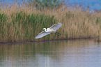 common egret