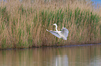 common egret