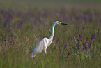 common egret