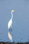 great white egret