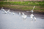 great white egret