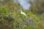 great white egret