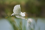 great white egret