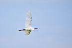 great white egret