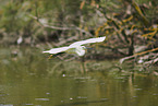 great white egret