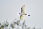 great white egret