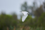 great white egret