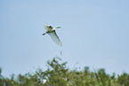 great white egret