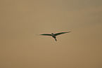 great white egret