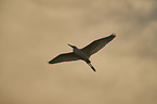 great white egret