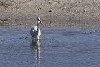 great white egret