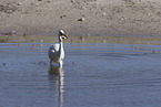 great white egret