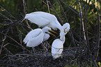great white egret
