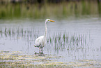 great white egret