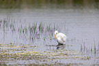great white egret