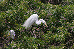 common egret