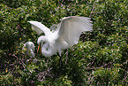 common egret