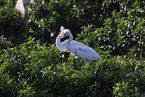 common egret