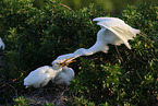 common egret