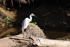 common egret