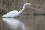 great white egret