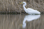great white egret