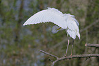 great white egret