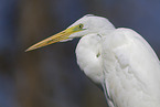 great white egret