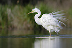 great white egret