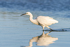 great egret