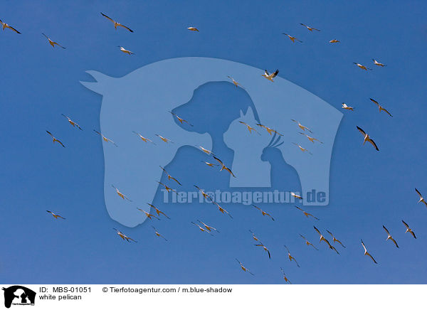 Rosapelikane / white pelican / MBS-01051