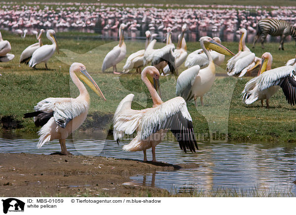 white pelican / MBS-01059