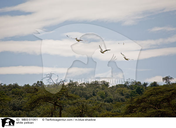 white pelican / MBS-01061