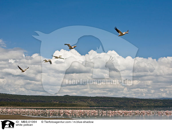 white pelican / MBS-01064