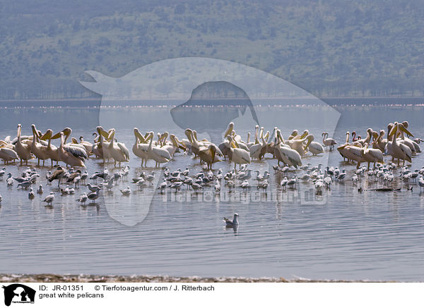 Rosapelikane / great white pelicans / JR-01351