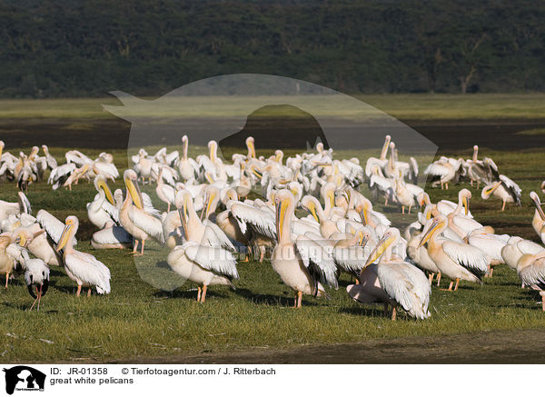 Rosapelikane / great white pelicans / JR-01358